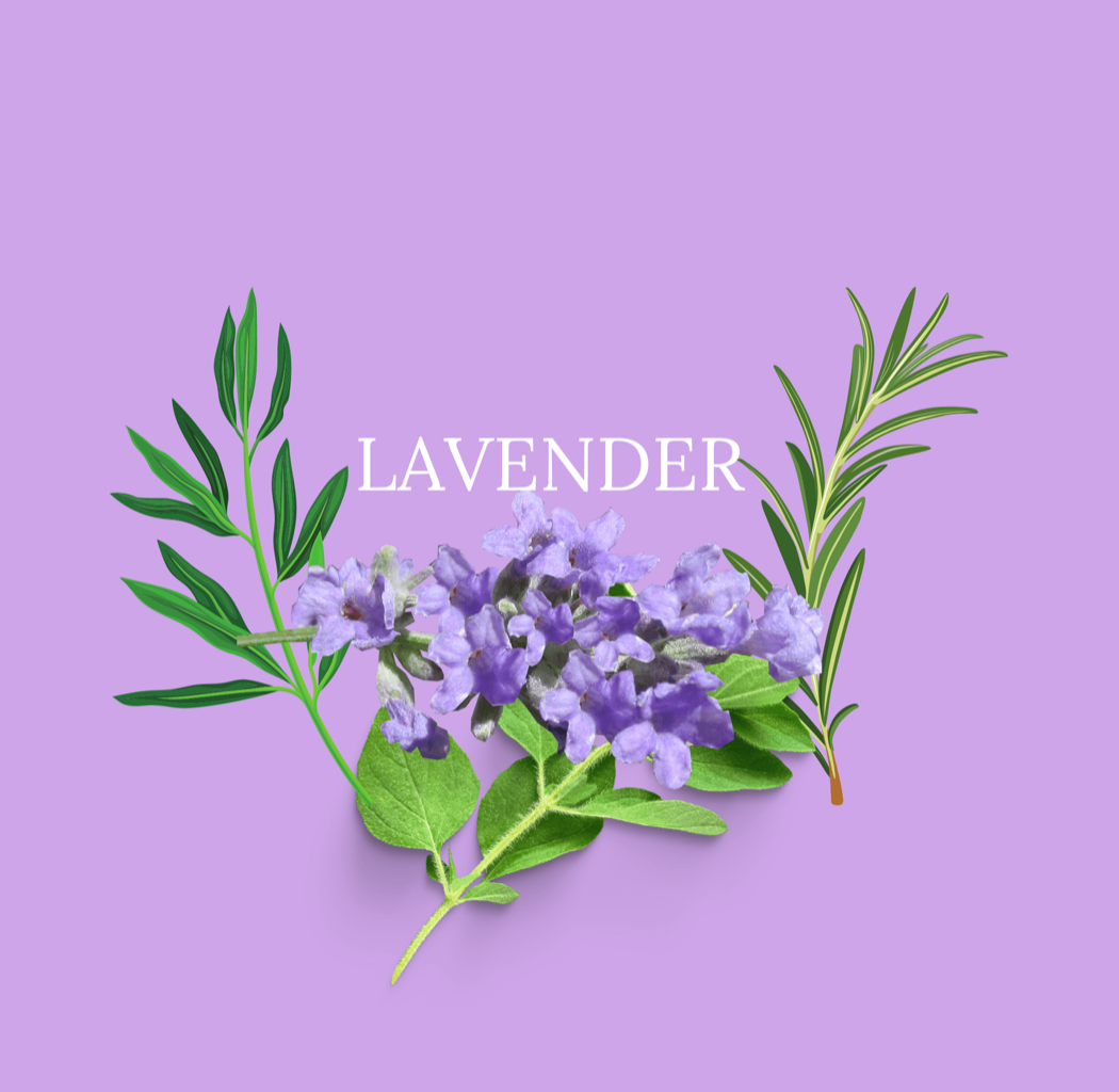 Get Plant Based Odor Control with Lavender SHILDZ Deodorant Cream 