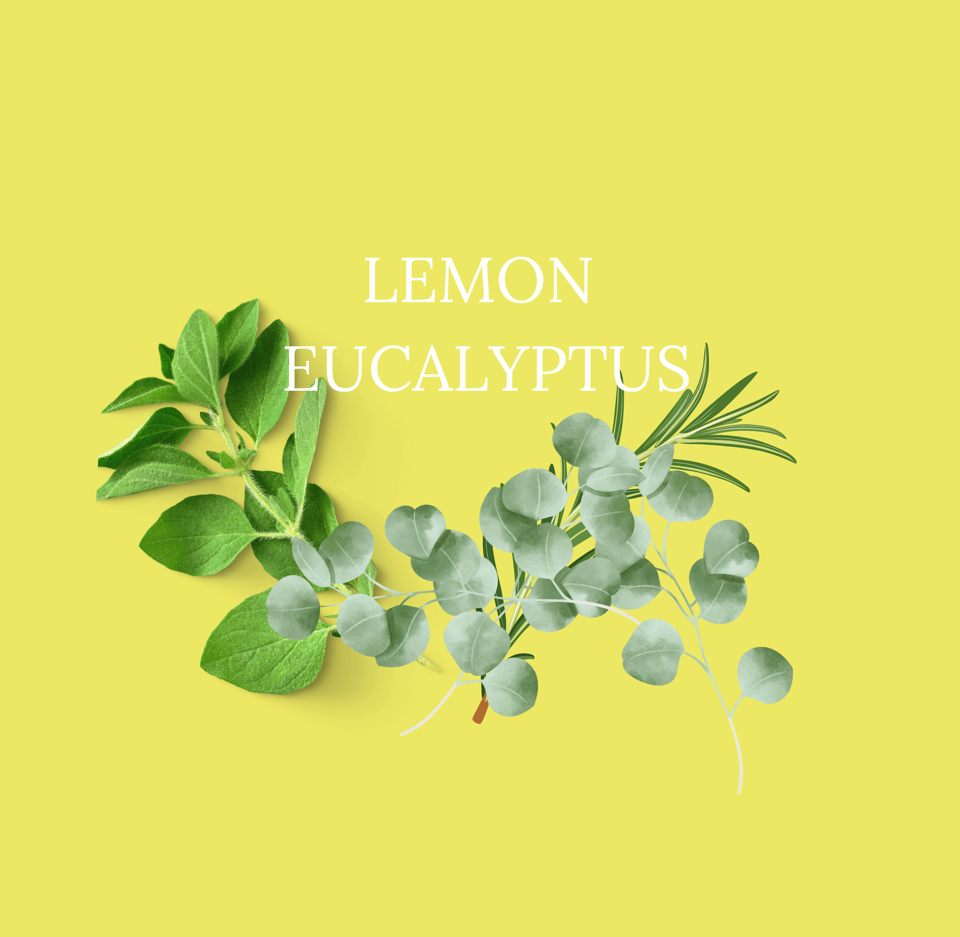 Lemon Eucalyptus SHILDZ